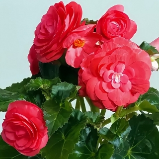 Бегония Фортуна Дарк роуз F1 клубневая