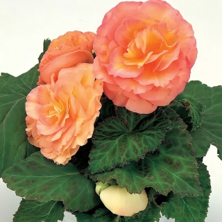 Бегония Фортуна Персиковая F1 клубневая