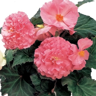 Бегония Фортуна Пинк F1 клубневая