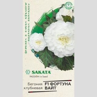 Бегония Фортуна Вайт F1 клубневая