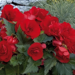 Бегония Гоу-гоу вишневая F1 клубневая