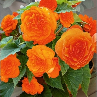 Бегония Империал F1 Оранж (клубневая)