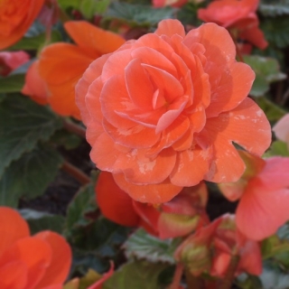 Бегония Кинг Сайз F1 Коралловая (клубневая)