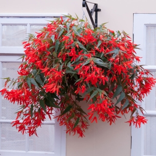 Бегония Копакабана F1 красная боливийская