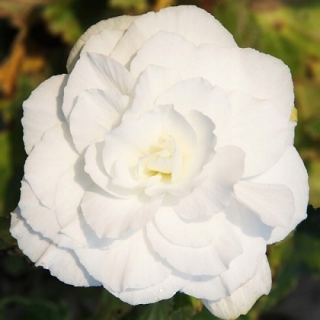 Бегония Камелия Белая