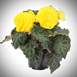 Бегония Нонстоп Мокка F1 Еллоу клубневая