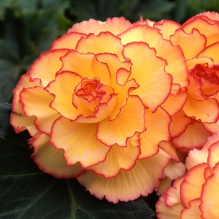 Бегония Огненный фонтан F1