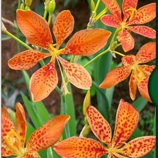 Беламканда китайская или Цветок леопарда