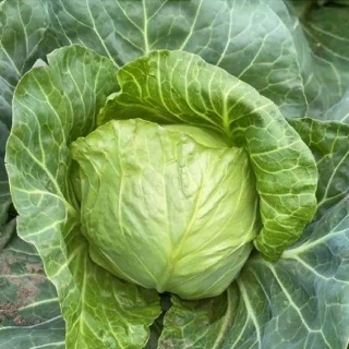 Капуста Лауда F1