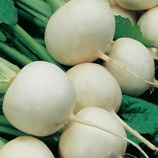Репа Белоснежка