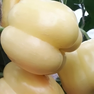 Перец Белый бык