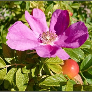 Роза Берегиня собачья (шиповник)