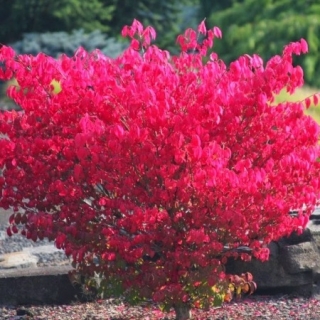 Бересклет Хамелеон Бунге (большой пакет)