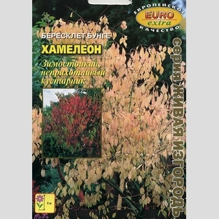Бересклет Хамелеон Бунге (большой пакет)