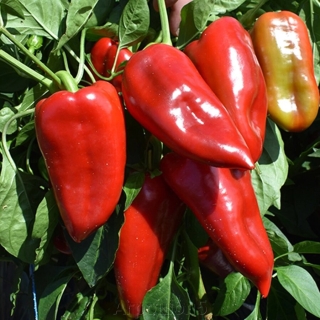 Перец Бэст F1 (Саката)