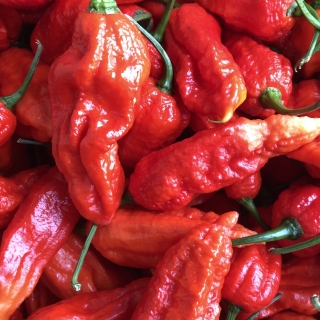 Перец Бхут Джолокия Super Hot (суперострый)