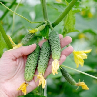 Огурец Бинго F1