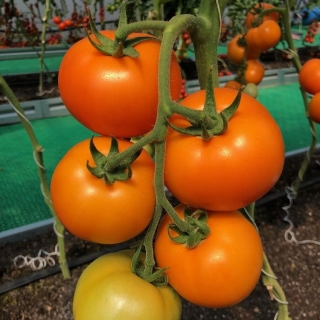 Томат Биоранж F1 (Monsanto Ip Management B.V.)