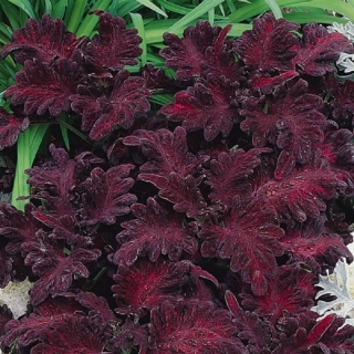 Колеус Блэк дракон