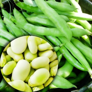 Бобы Белорусские