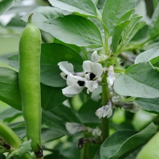 Бобы кормовые Пензенские 16 0,5 кг (большой пакет)