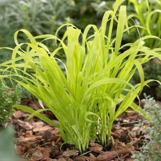 Бор Золотые стрелы (развесистый)