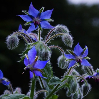 Бораго Огуречная трава