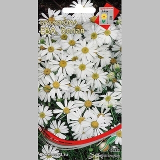 Брахикома Ева белая