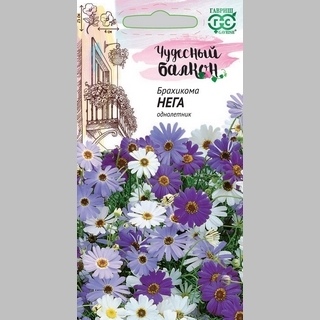 Брахикома Нега