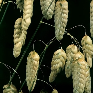 Бриза Амазонка большая (трясунка)