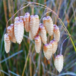 Бриза большая