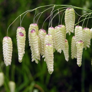 Бриза Максима Аллегро ( трясунка большая)