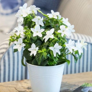 Броваллия Сильвер Белл