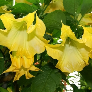 Бругмансия Аромагия желтая