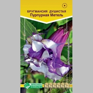 Бругмансия Пурпурная Метель