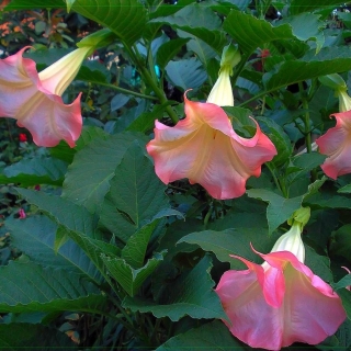 Бругмансия Аромагия Розовая