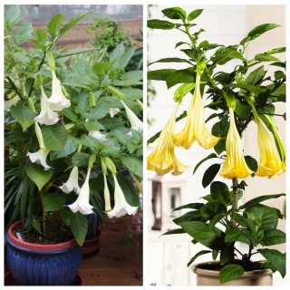 Бругмансия Ароматная смесь