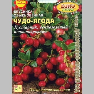 Брусника Чудо-ягода