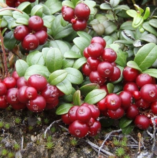 Брусника Рубин