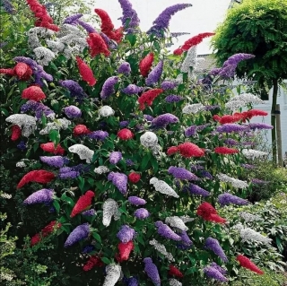 Буддлея Смесь окрасок