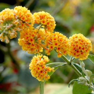 Буддлея Шаровидная (большой пакет)