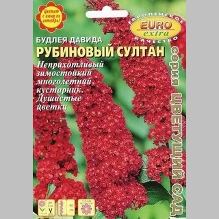 Буддлея Рубиновый султан