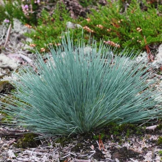 Булавоносец Спики Блу седоватый