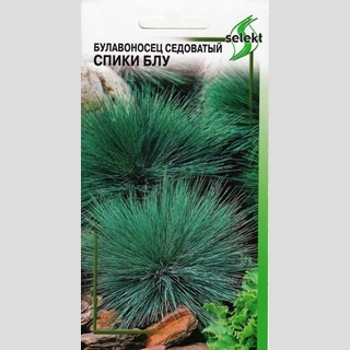 Булавоносец Спики Блу седоватый