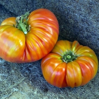 Томат Бурракерские любимцы