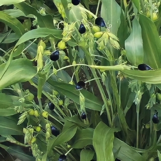 Бусенник Креолка