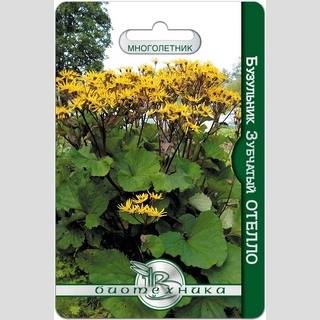 Бузульник Отелло (зубчатый)