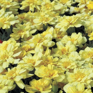 Бархатцы Алюмия Ванильно-кремовые