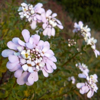 Иберис Гибралтарика