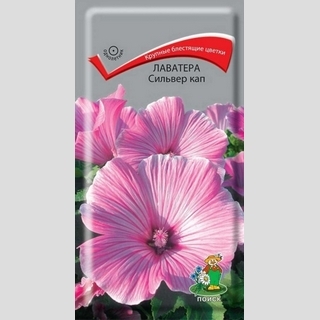 Лаватера Сильвер кап